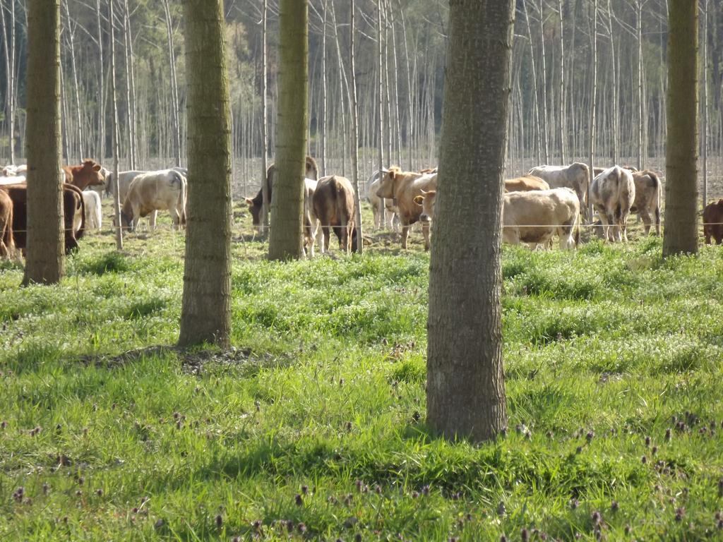Agriturismo Cascina Nuova Villa Valenza Bagian luar foto